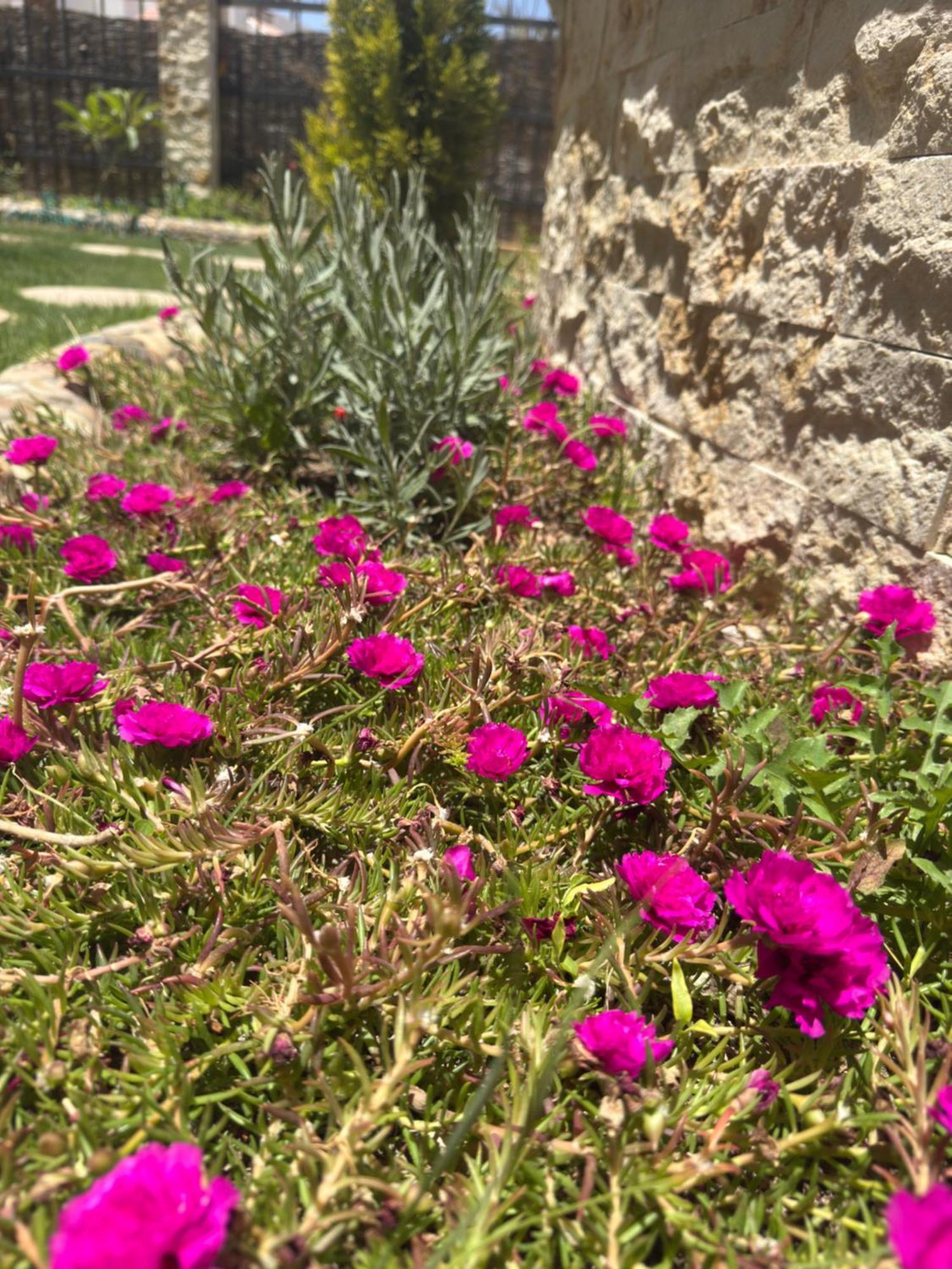 Villa Anna & Snake Hurghada Zewnętrze zdjęcie
